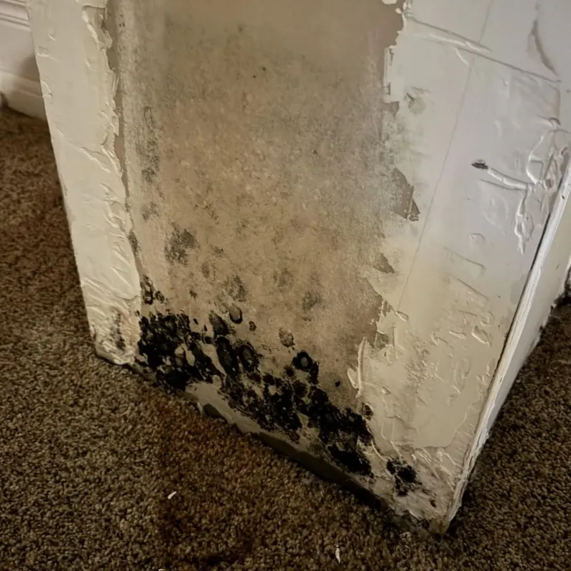 Professional Mold Removal in Bristol, VA